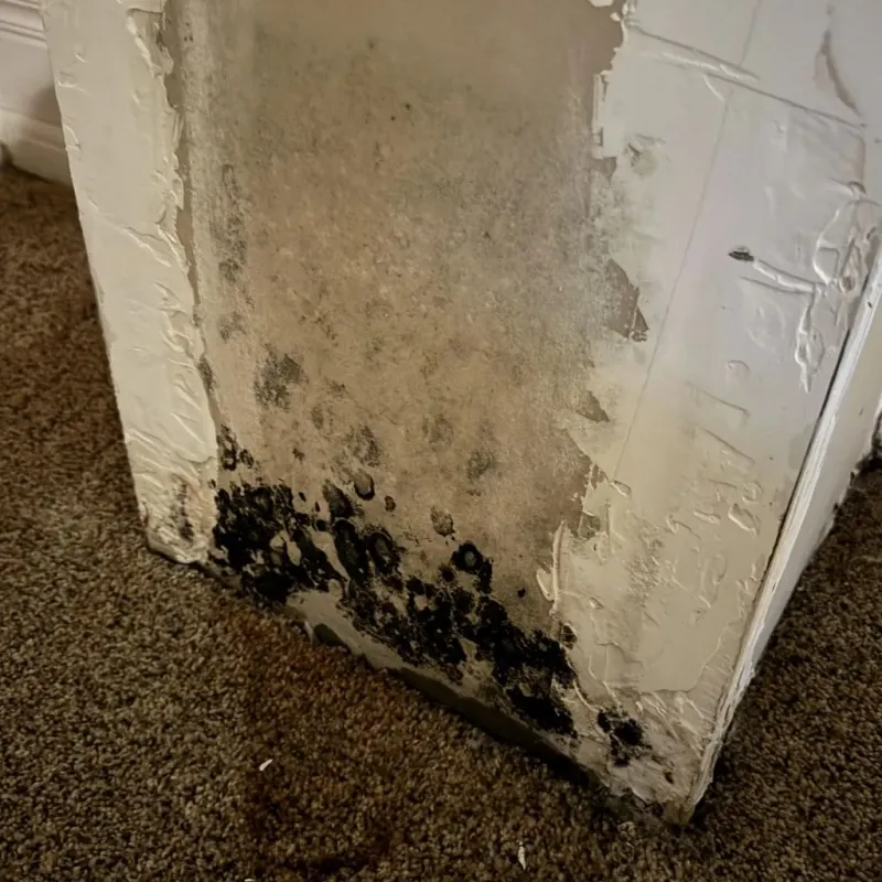 Professional Mold Removal in Terry, MS